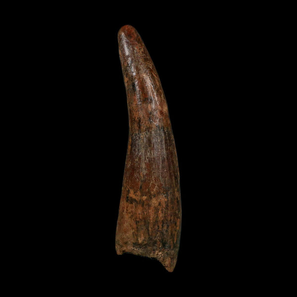 XL 4