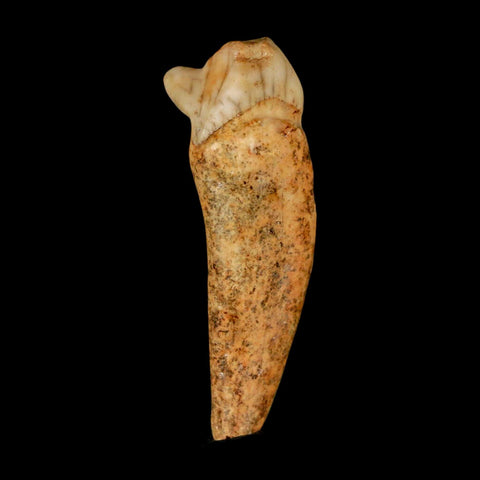 1.7" Extinct Cave Bear Ursus Spelaeus Incisor Tooth Rooted Pleistocene Age COA, Stand