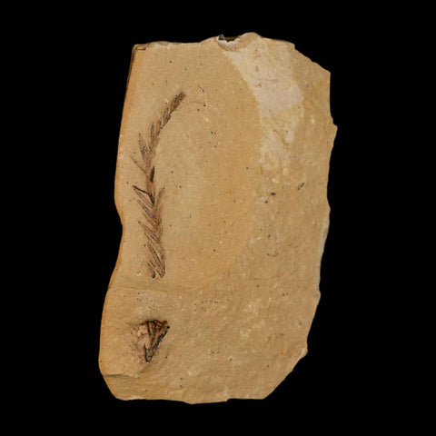 1.9" Detailed Fossil Plant Leafs Metasequoia Dawn Redwood Oligocene Age MT COA - Fossil Age Minerals