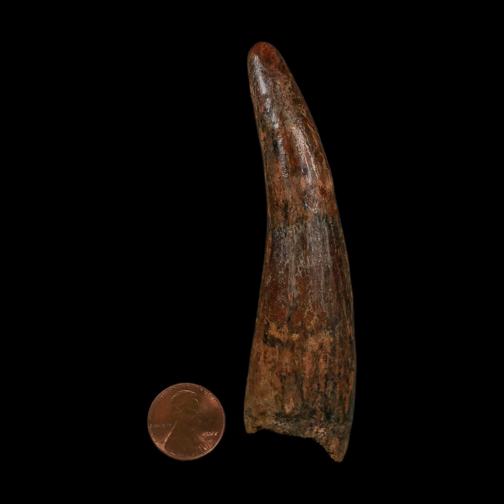 XL 4" Spinosaurus Fossil Tooth 100 Million Years Old Cretaceous Dinosaur COA