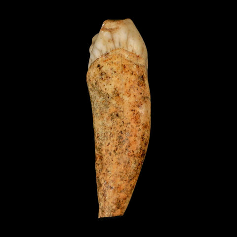 1.7" Extinct Cave Bear Ursus Spelaeus Incisor Tooth Rooted Pleistocene Age COA, Stand