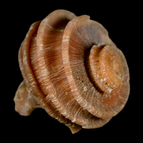 1.3" Ecphora Gardnerae Gastropod Fossil Shell Lee Creek Miocene Epoch North Carolina - Fossil Age Minerals