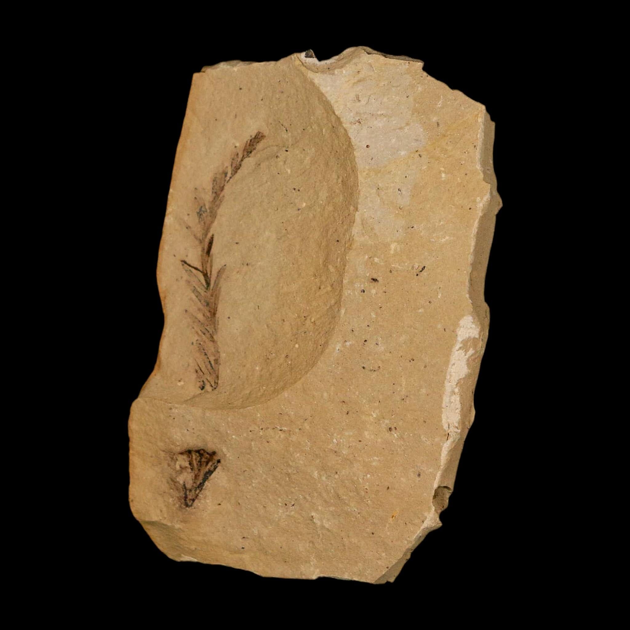 1.9" Detailed Fossil Plant Leafs Metasequoia Dawn Redwood Oligocene Age MT COA - Fossil Age Minerals