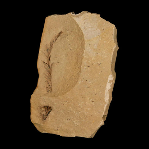 1.9" Detailed Fossil Plant Leafs Metasequoia Dawn Redwood Oligocene Age MT COA - Fossil Age Minerals