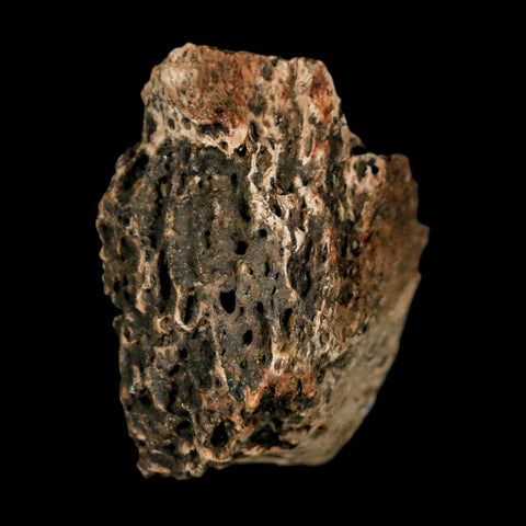 1" Tyrannosaurus Rex Fossil Bone Marrow Dinosaur Lance Creek Formation Wyoming COA