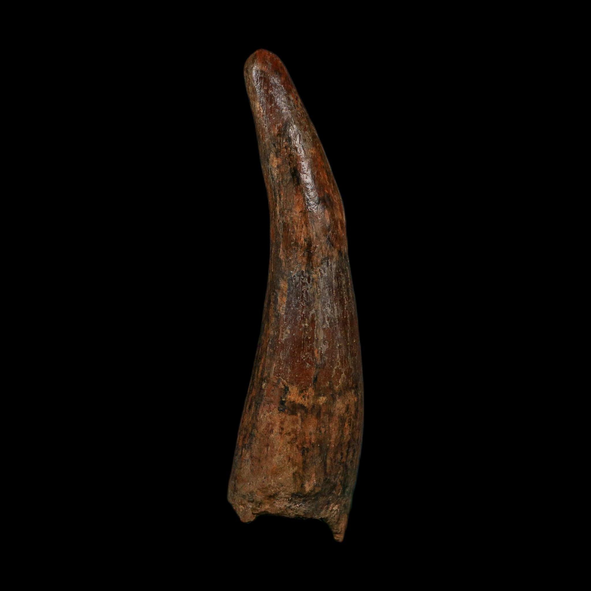 XL 4" Spinosaurus Fossil Tooth 100 Million Years Old Cretaceous Dinosaur COA
