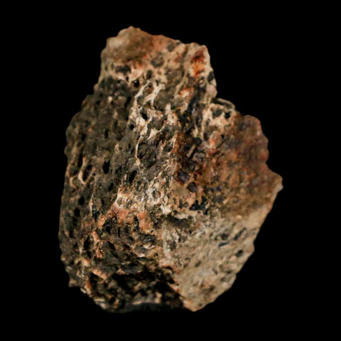 1" Tyrannosaurus Rex Fossil Bone Marrow Dinosaur Lance Creek Formation Wyoming COA