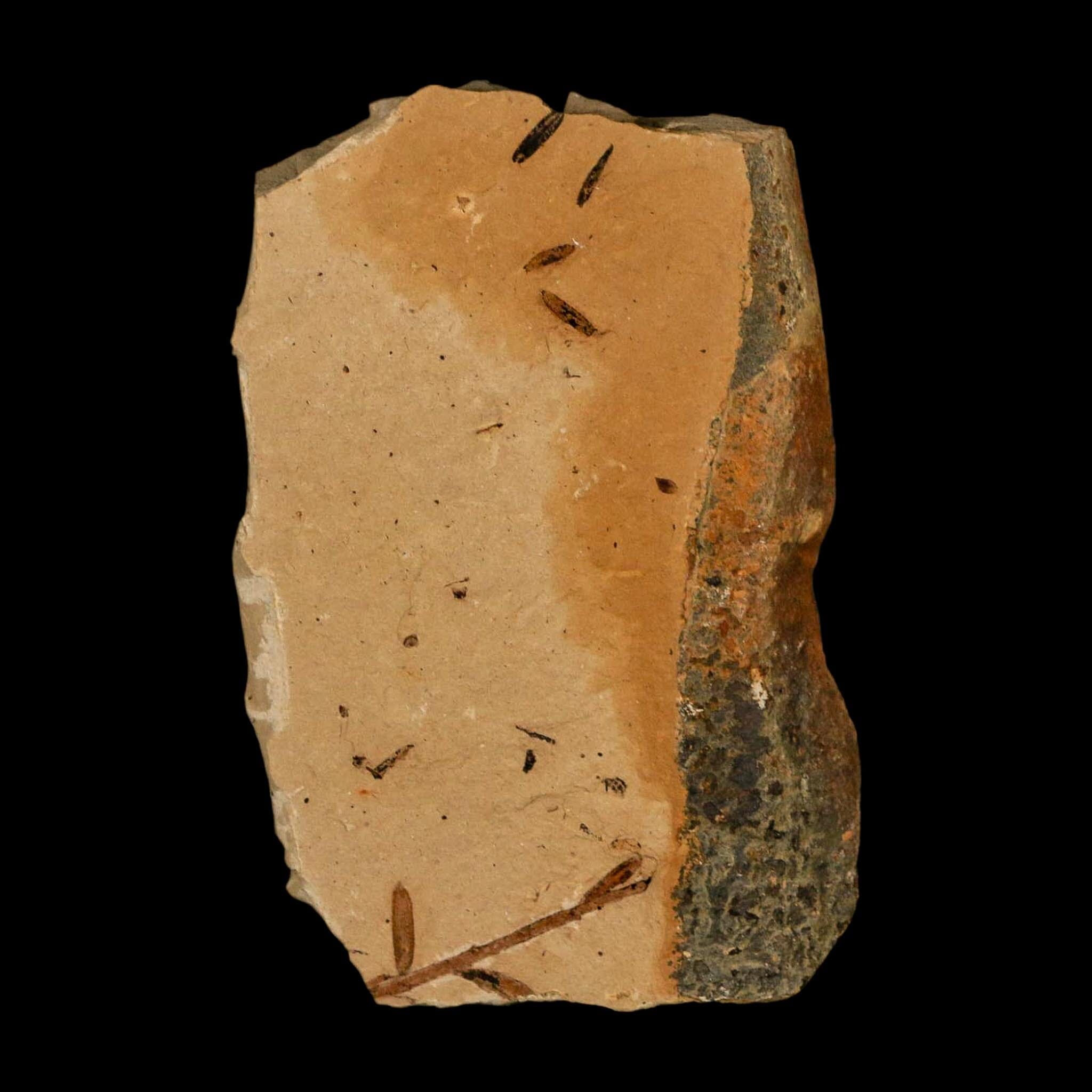 1.9" Detailed Fossil Plant Leafs Metasequoia Dawn Redwood Oligocene Age MT COA - Fossil Age Minerals