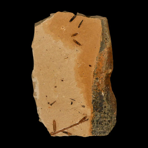 1.9" Detailed Fossil Plant Leafs Metasequoia Dawn Redwood Oligocene Age MT COA - Fossil Age Minerals