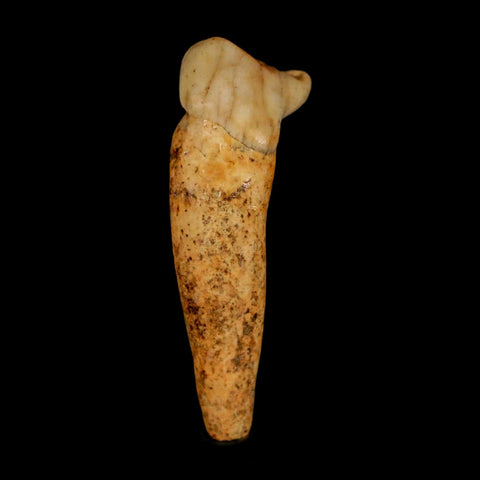 1.7" Extinct Cave Bear Ursus Spelaeus Incisor Tooth Rooted Pleistocene Age COA, Stand
