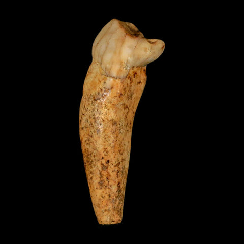 1.7" Extinct Cave Bear Ursus Spelaeus Incisor Tooth Rooted Pleistocene Age COA, Stand