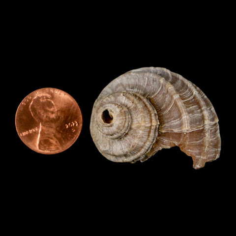 1.5" Ecphora Gardnerae Gastropod Fossil Shell Lee Creek Miocene Epoch North Carolina - Fossil Age Minerals