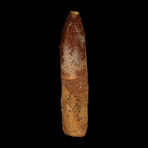 1.9" Rebbachisaurus Sauropod Fossil Tooth Early Cretaceous Dinosaur COA, Stand - Fossil Age Minerals