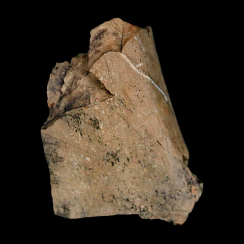 1.2" Tyrannosaurus Rex Fossil Bone Dinosaur Lance Creek Formation Wyoming COA