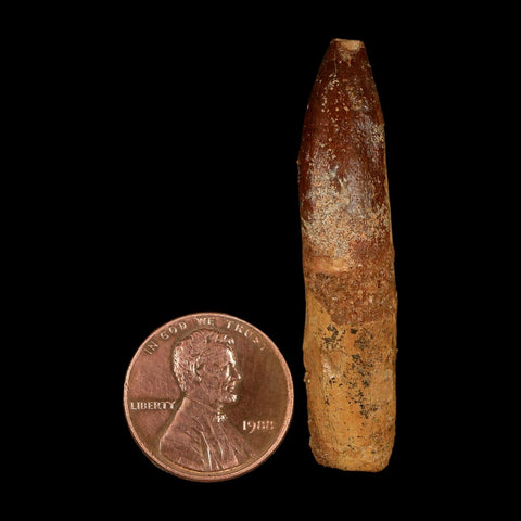 1.9" Rebbachisaurus Sauropod Fossil Tooth Early Cretaceous Dinosaur COA, Stand - Fossil Age Minerals