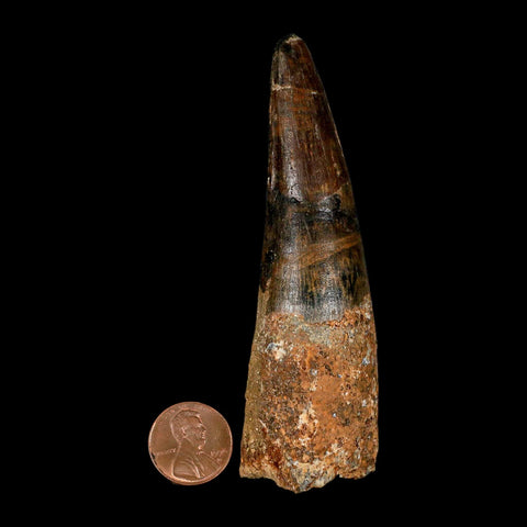 XL 3.9" Spinosaurus Fossil Tooth 100 Million Years Old Cretaceous Dinosaur COA - Fossil Age Minerals