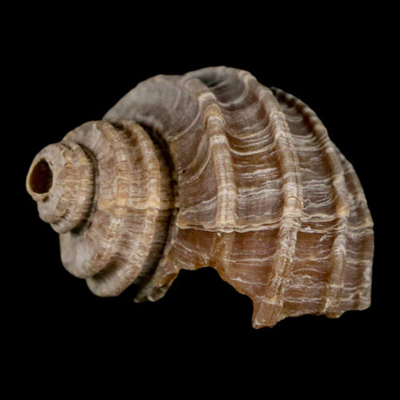 1.5" Ecphora Gardnerae Gastropod Fossil Shell Lee Creek Miocene Epoch North Carolina