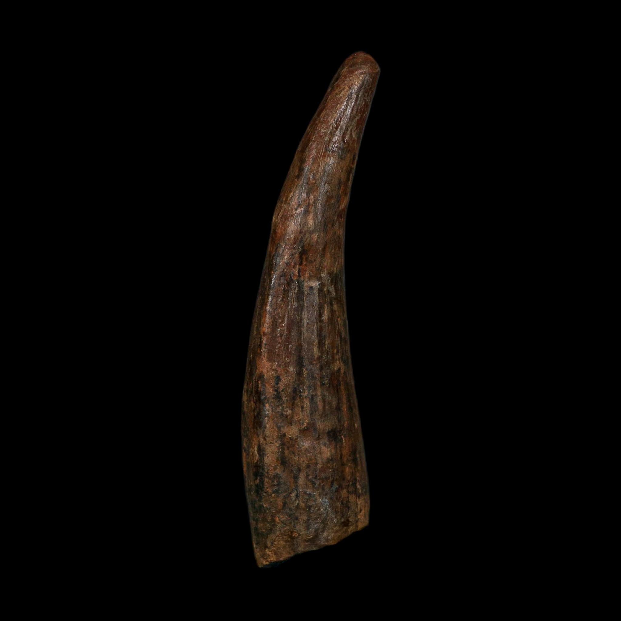 XL 4" Spinosaurus Fossil Tooth 100 Million Years Old Cretaceous Dinosaur COA