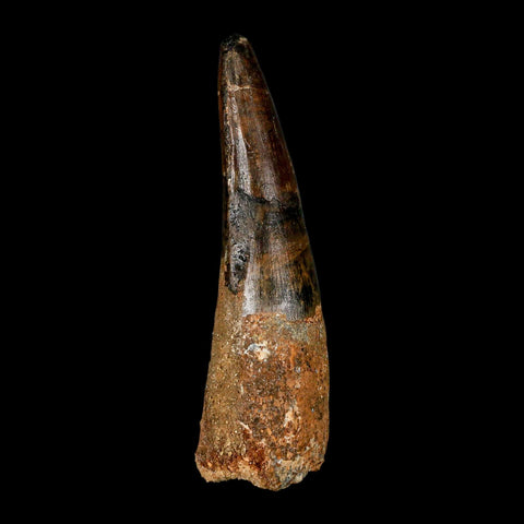XL 3.9" Spinosaurus Fossil Tooth 100 Million Years Old Cretaceous Dinosaur COA - Fossil Age Minerals