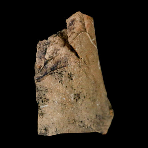 1.2" Tyrannosaurus Rex Fossil Bone Dinosaur Lance Creek Formation Wyoming COA