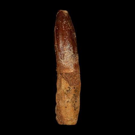 1.9" Rebbachisaurus Sauropod Fossil Tooth Early Cretaceous Dinosaur COA, Stand