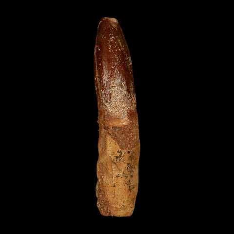 1.9" Rebbachisaurus Sauropod Fossil Tooth Early Cretaceous Dinosaur COA, Stand - Fossil Age Minerals