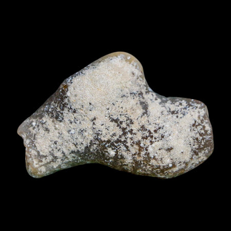 2.1" Agatized Coral Slab Fossil Oligocene and Miocene Epochs Tampa Bay Florida