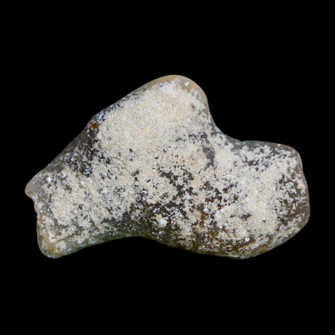 2.1" Agatized Coral Slab Fossil Oligocene and Miocene Epochs Tampa Bay Florida