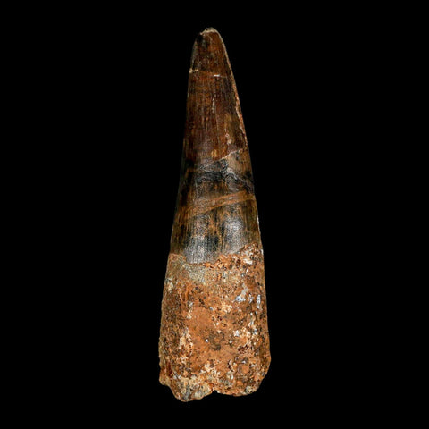 XL 3.9" Spinosaurus Fossil Tooth 100 Million Years Old Cretaceous Dinosaur COA - Fossil Age Minerals