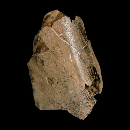 1.2" Tyrannosaurus Rex Fossil Bone Dinosaur Lance Creek Formation Wyoming COA