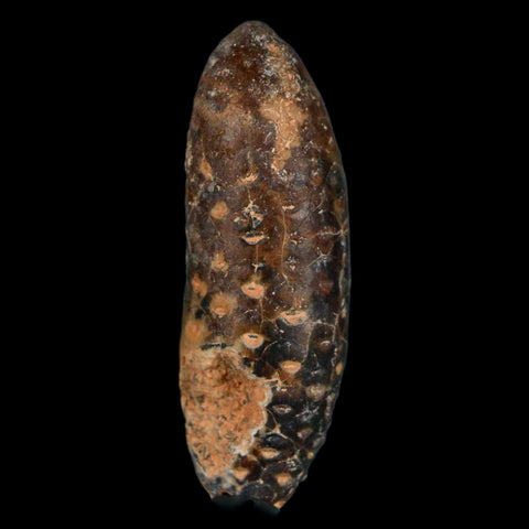 XL 2.2" Fossil Pine Cone Equicalastrobus Replaced By Agate Eocene Age Seeds Fruit - Fossil Age Minerals