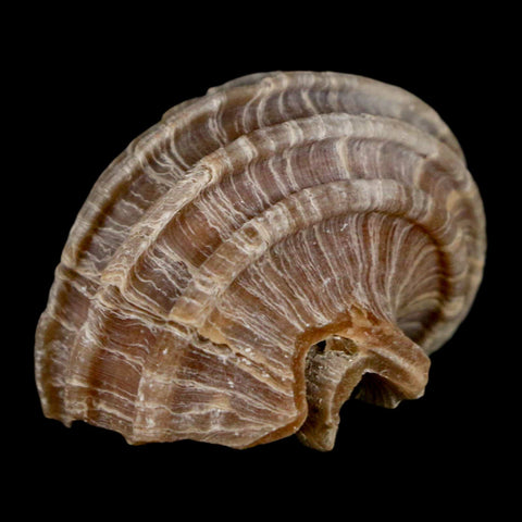 1.5" Ecphora Gardnerae Gastropod Fossil Shell Lee Creek Miocene Epoch North Carolina - Fossil Age Minerals