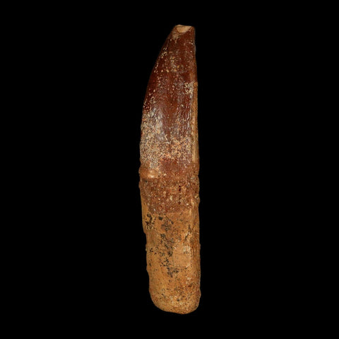 1.9" Rebbachisaurus Sauropod Fossil Tooth Early Cretaceous Dinosaur COA, Stand - Fossil Age Minerals