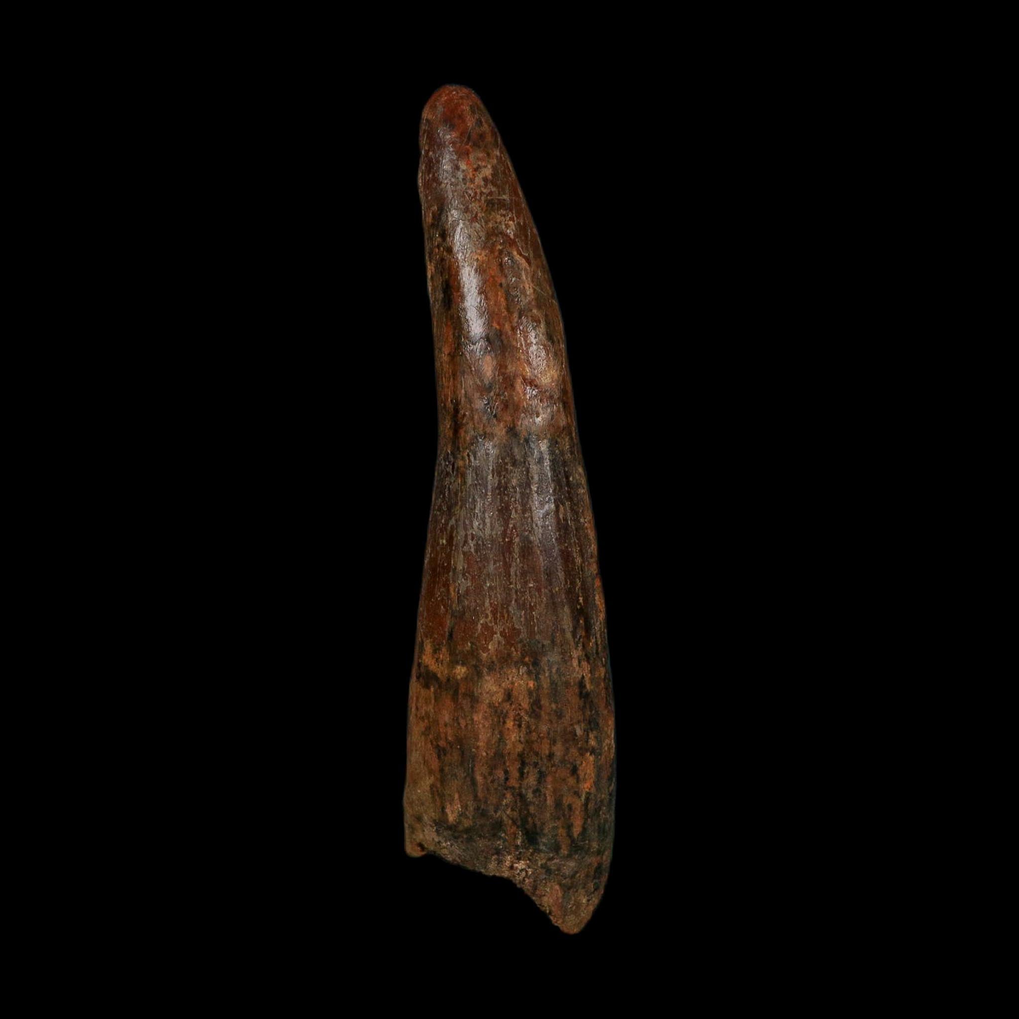XL 4" Spinosaurus Fossil Tooth 100 Million Years Old Cretaceous Dinosaur COA