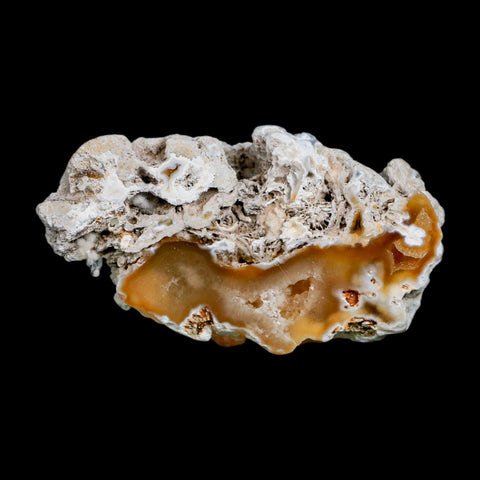 2.6" Agatized Coral Slab Fossil Oligocene and Miocene Epochs Tampa Bay Florida