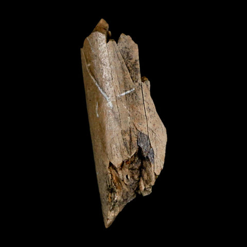 1.2" Tyrannosaurus Rex Fossil Bone Dinosaur Lance Creek Formation Wyoming COA