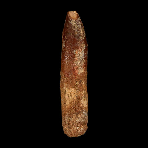 1.9" Rebbachisaurus Sauropod Fossil Tooth Early Cretaceous Dinosaur COA, Stand - Fossil Age Minerals