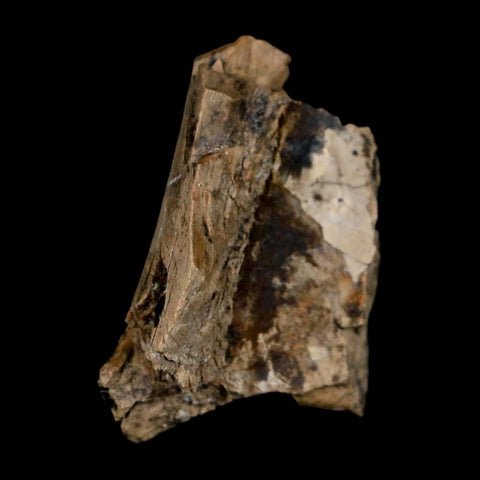 1.2" Tyrannosaurus Rex Fossil Bone Dinosaur Lance Creek Formation Wyoming COA