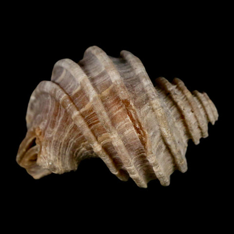 1.5" Ecphora Gardnerae Gastropod Fossil Shell Lee Creek Miocene Epoch North Carolina - Fossil Age Minerals