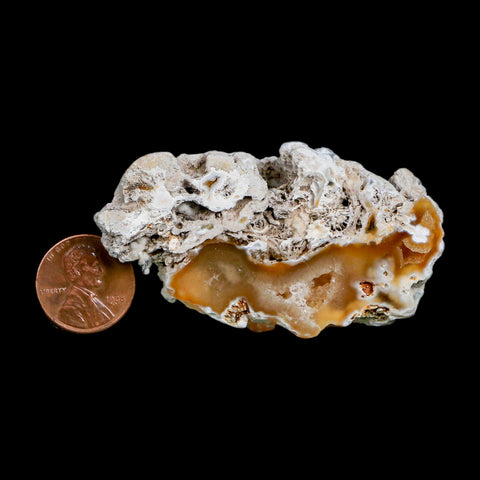 2.6" Agatized Coral Slab Fossil Oligocene and Miocene Epochs Tampa Bay Florida