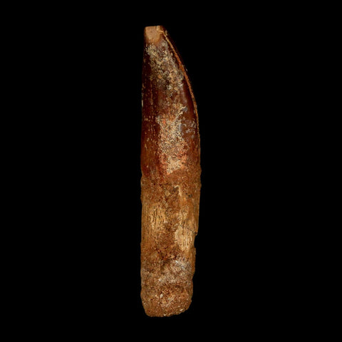 1.9" Rebbachisaurus Sauropod Fossil Tooth Early Cretaceous Dinosaur COA, Stand - Fossil Age Minerals