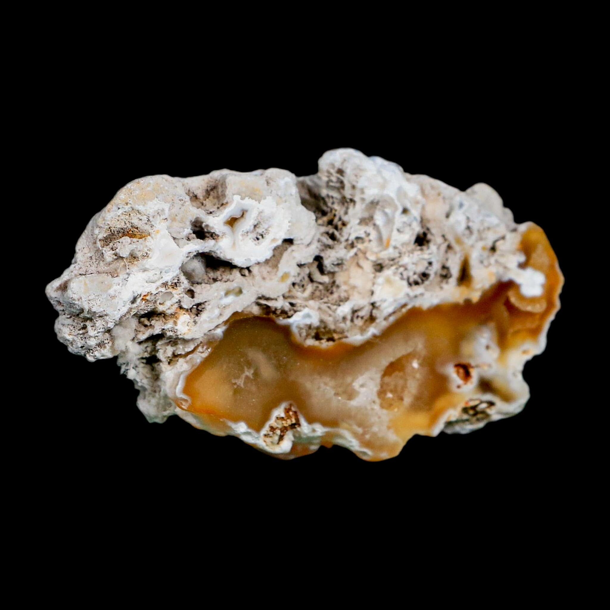 2.6" Agatized Coral Slab Fossil Oligocene and Miocene Epochs Tampa Bay Florida - Fossil Age Minerals