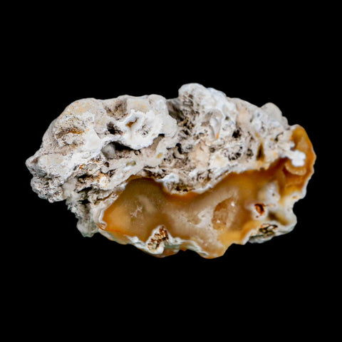 2.6" Agatized Coral Slab Fossil Oligocene and Miocene Epochs Tampa Bay Florida