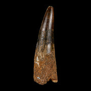 XL 3.9" Spinosaurus Fossil Tooth 100 Million Years Old Cretaceous Dinosaur COA