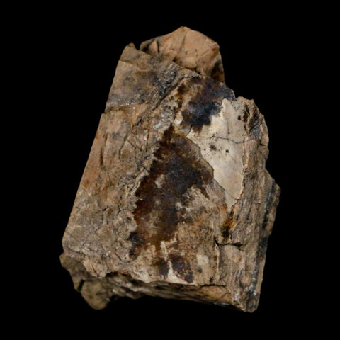 1.2" Tyrannosaurus Rex Fossil Bone Dinosaur Lance Creek Formation Wyoming COA
