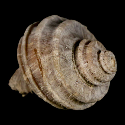 1.5" Ecphora Gardnerae Gastropod Fossil Shell Lee Creek Miocene Epoch North Carolina - Fossil Age Minerals