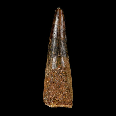 XL 3.9" Spinosaurus Fossil Tooth 100 Million Years Old Cretaceous Dinosaur COA