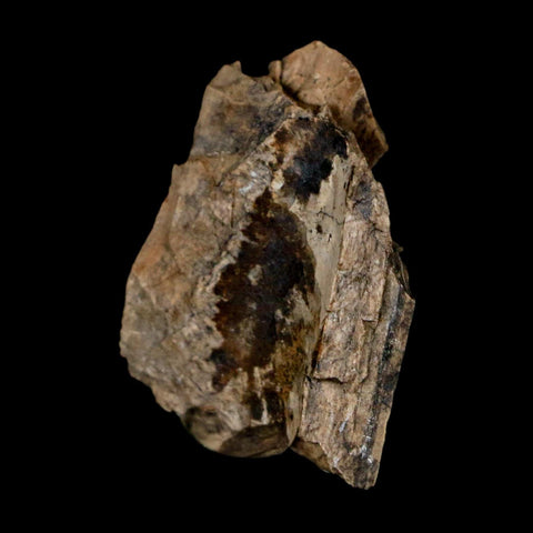1.2" Tyrannosaurus Rex Fossil Bone Dinosaur Lance Creek Formation Wyoming COA