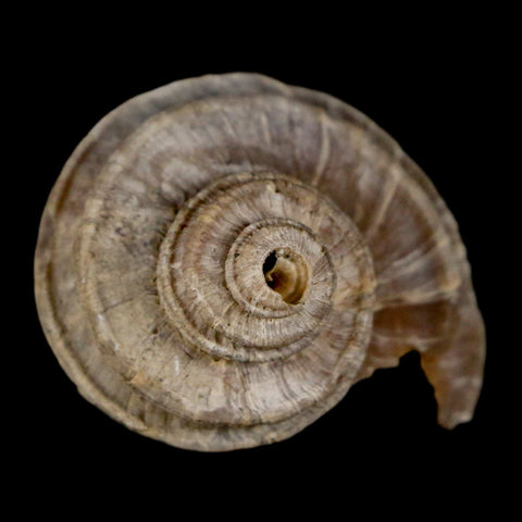 1.5" Ecphora Gardnerae Gastropod Fossil Shell Lee Creek Miocene Epoch North Carolina - Fossil Age Minerals