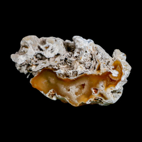 2.6" Agatized Coral Slab Fossil Oligocene and Miocene Epochs Tampa Bay Florida